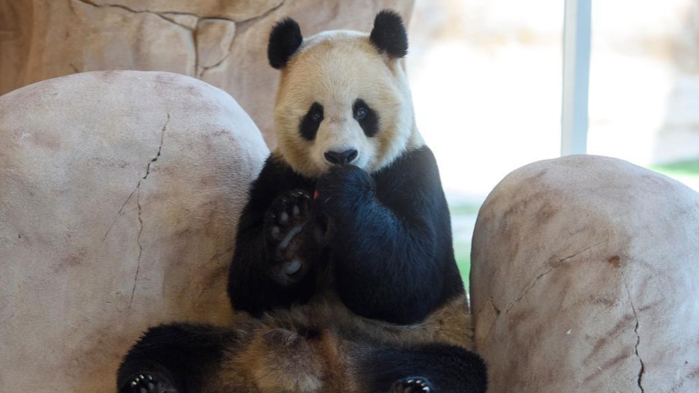 两只中国大熊猫抵达卡塔尔